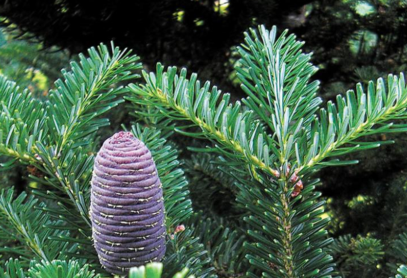 Korean Fir | Abies Koreana | 25+ seeds | Bonsai | Hardy