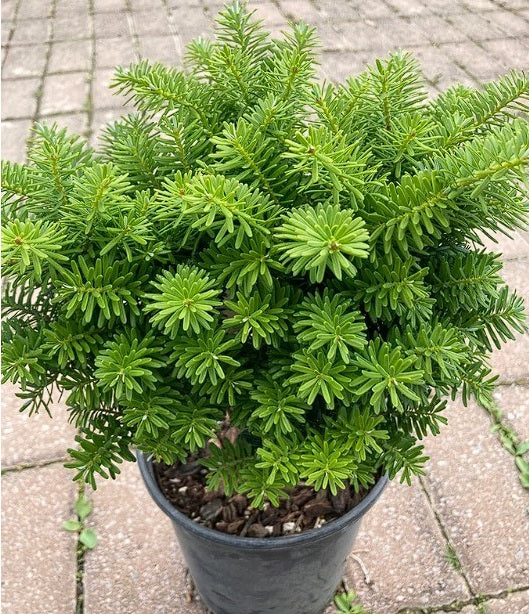 Korean Fir | Abies Koreana | 25+ seeds | Bonsai | Hardy