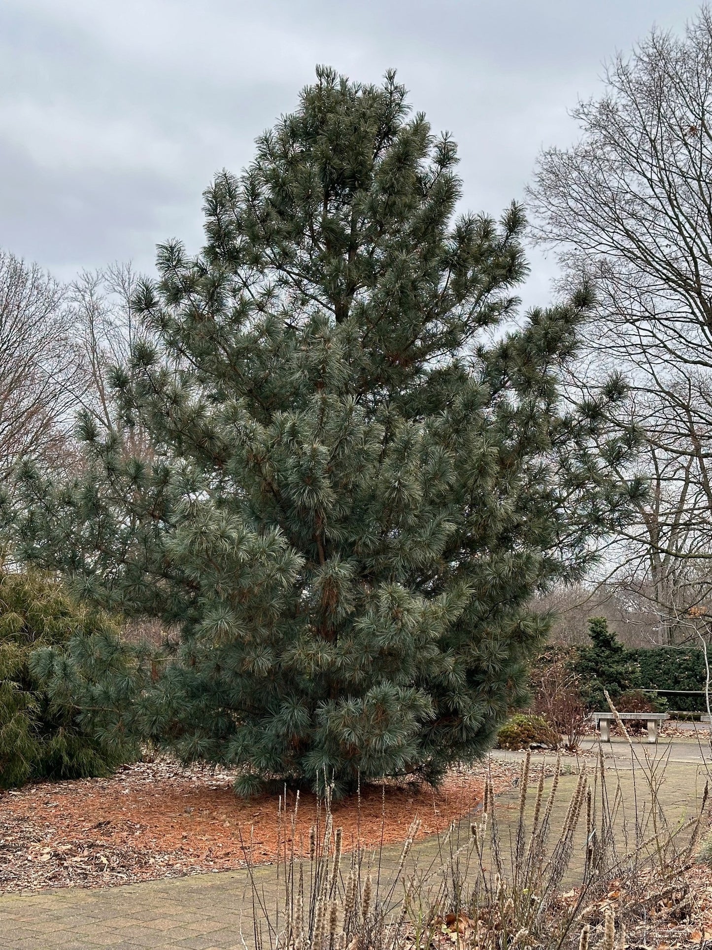Korean Pine | 7 seeds | Pinus Koraiensis | Bonsai | Rare | Pine Nuts