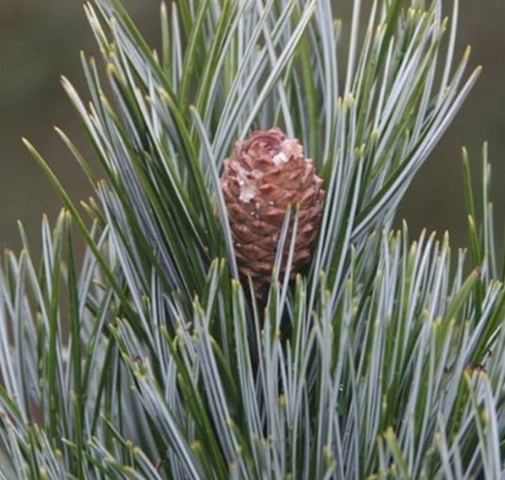Korean Pine | 7 seeds | Pinus Koraiensis | Bonsai | Rare | Pine Nuts