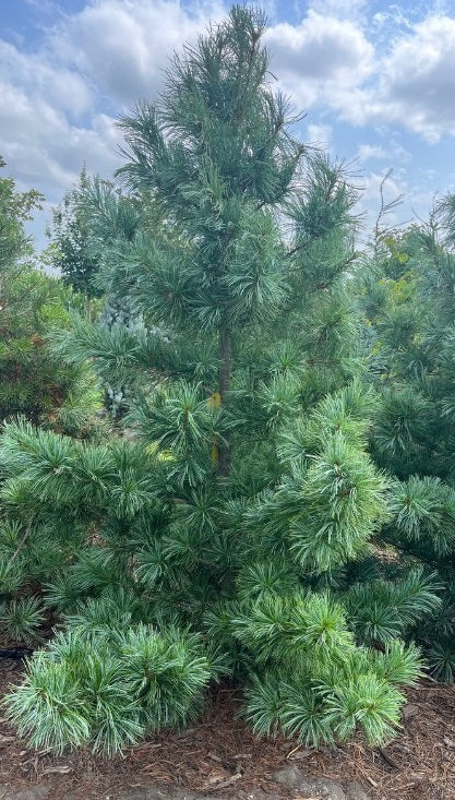 Korean Pine | 7 seeds | Pinus Koraiensis | Bonsai | Rare | Pine Nuts