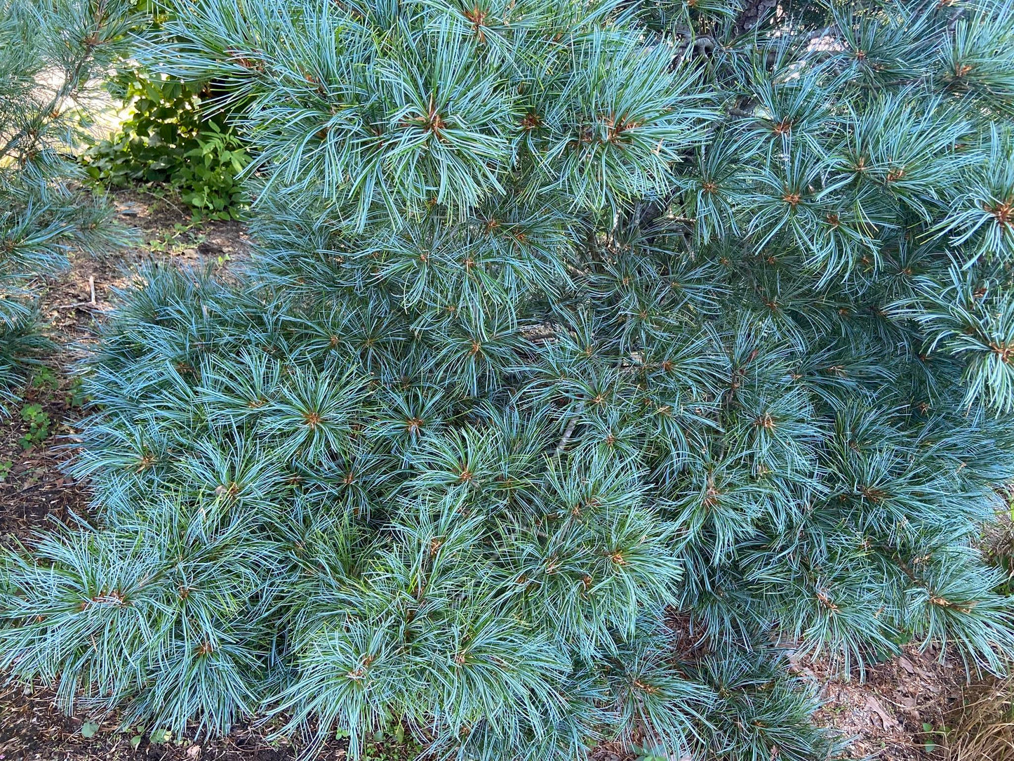 Korean Pine | 7 seeds | Pinus Koraiensis | Bonsai | Rare | Pine Nuts