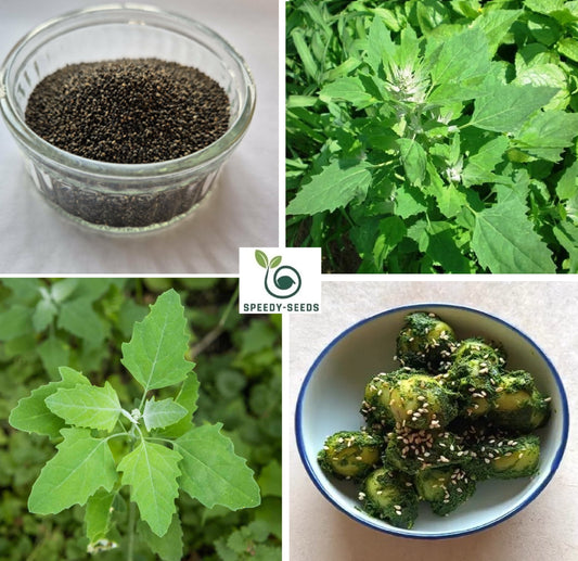 Bathua seeds | Lamb’s Quarters | Fat Hen | Wild Spinach | 200+ seeds