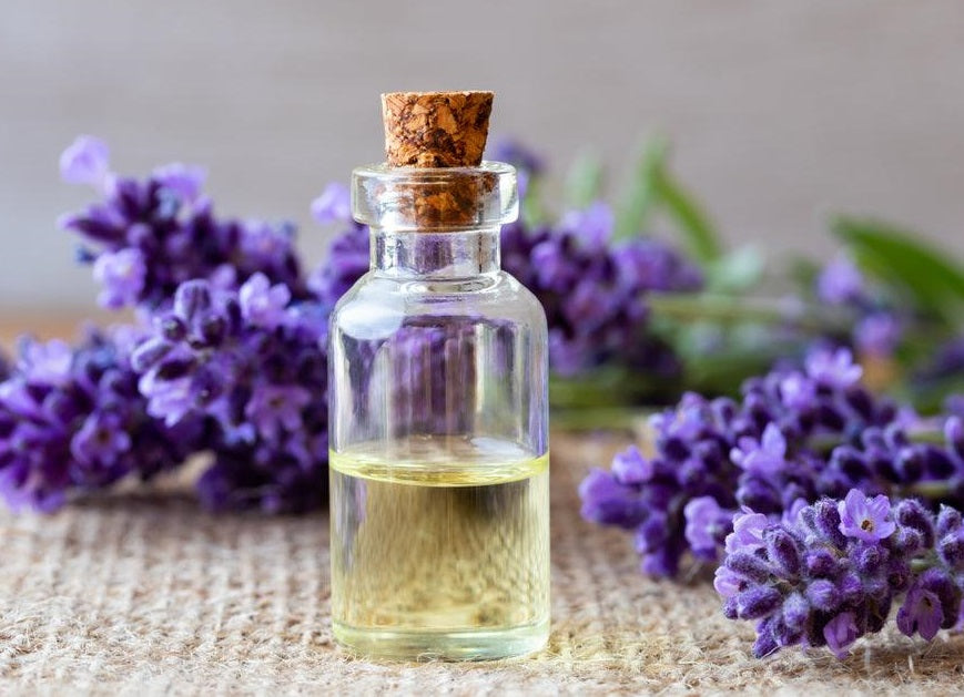 English Lavender Seeds | Lavandula Angustifolia Vera | 1000+ seeds