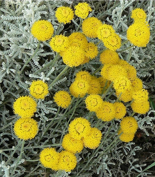 Cotton Lavender (Santolina Rosmarinifolia) | 100+ seeds