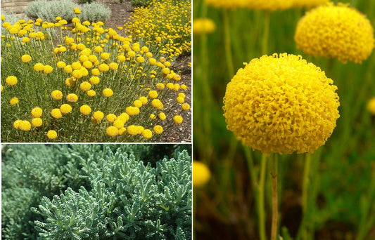 Cotton Lavender (Santolina Rosmarinifolia) | 100+ seeds