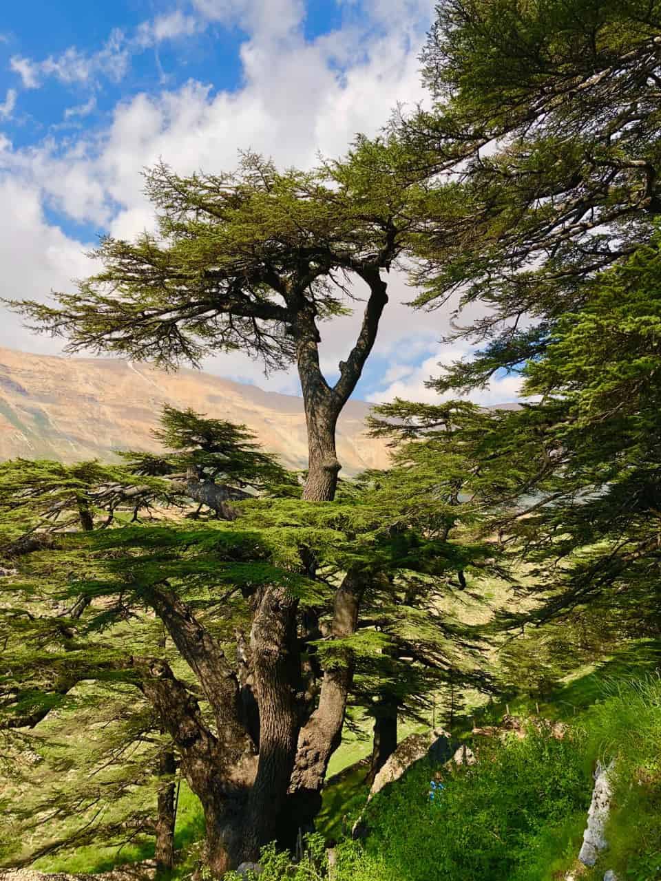 Lebanon Cedar | Cedrus Libani | 10 seeds | Bonsai |