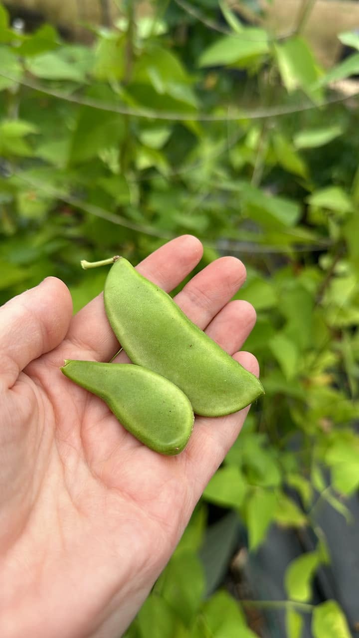 Organic Lima Bean Seeds | 15 Seeds | Butter Beans | High Germination