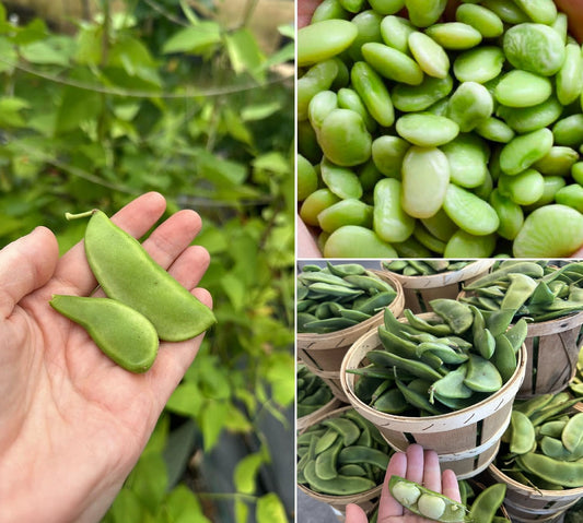 Organic Lima Bean Seeds | 15 Seeds | Butter Beans | High Germination