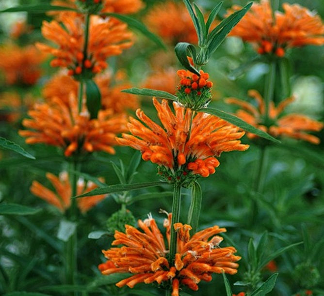 Lion's Tail | Leonotis Leonurus | 20+ seeds | Bees | Medicinal