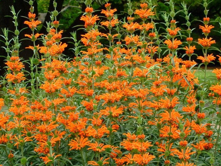 Lion's Tail | Leonotis Leonurus | 20+ seeds | Bees | Medicinal