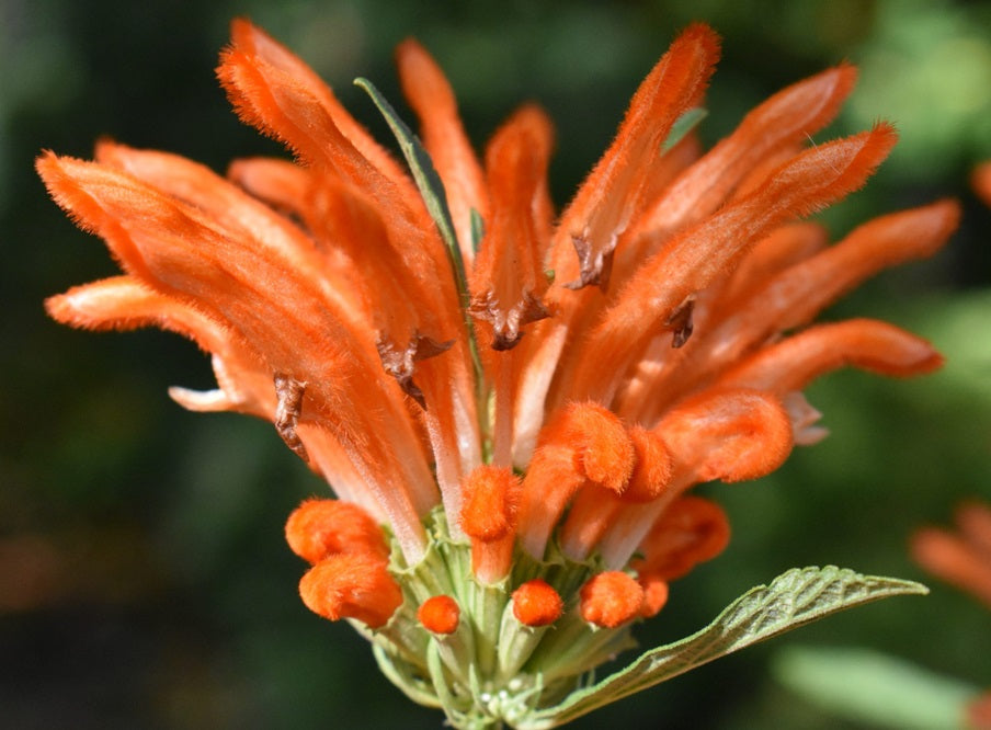 Lion's Tail | Leonotis Leonurus | 20+ seeds | Bees | Medicinal
