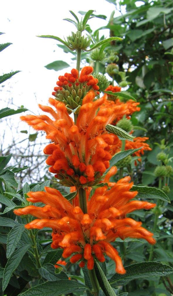 Lion's Tail | Leonotis Leonurus | 20+ seeds | Bees | Medicinal