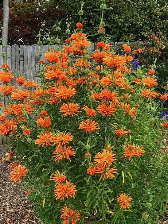 Lion's Tail | Leonotis Leonurus | 20+ seeds | Bees | Medicinal