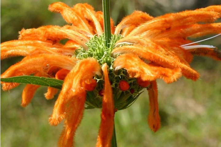 Lion's Tail | Leonotis Leonurus | 20+ seeds | Bees | Medicinal