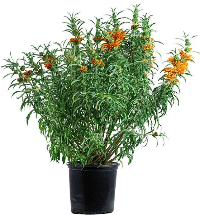 Lion's Tail | Leonotis Leonurus | 20+ seeds | Bees | Medicinal