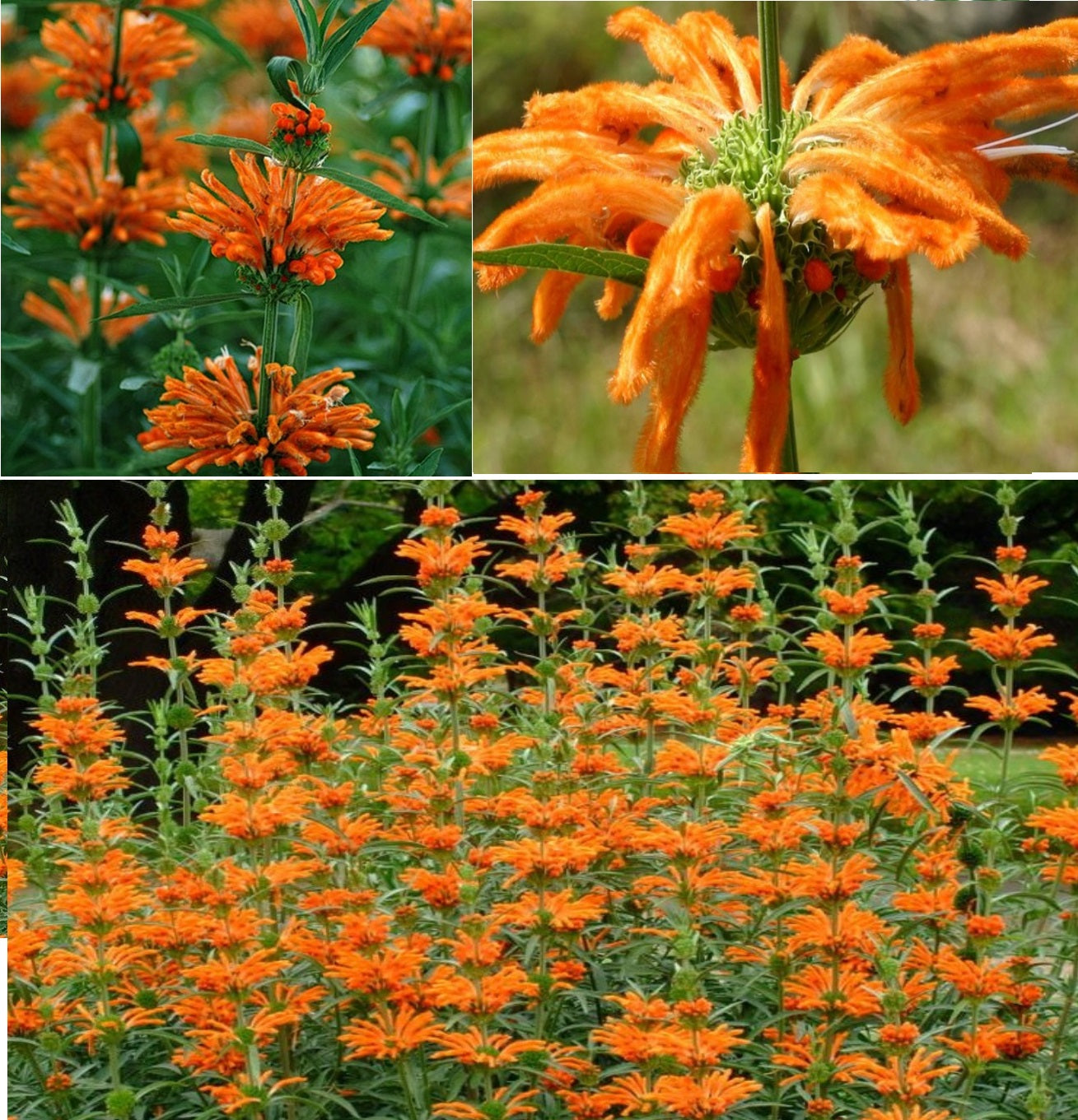 lion's ear plant seeds Lion's Tail | Leonotis Leonurus | 20+ seeds | Bees