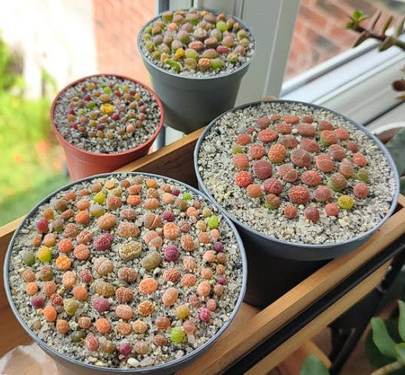 Lithops Mix | 40+ seeds | Living Stones | Houseplant