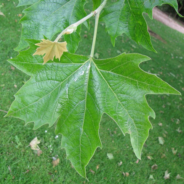 London Plane Tree (Platanus Acerifolia) | 75+ seeds | Attractive Bark