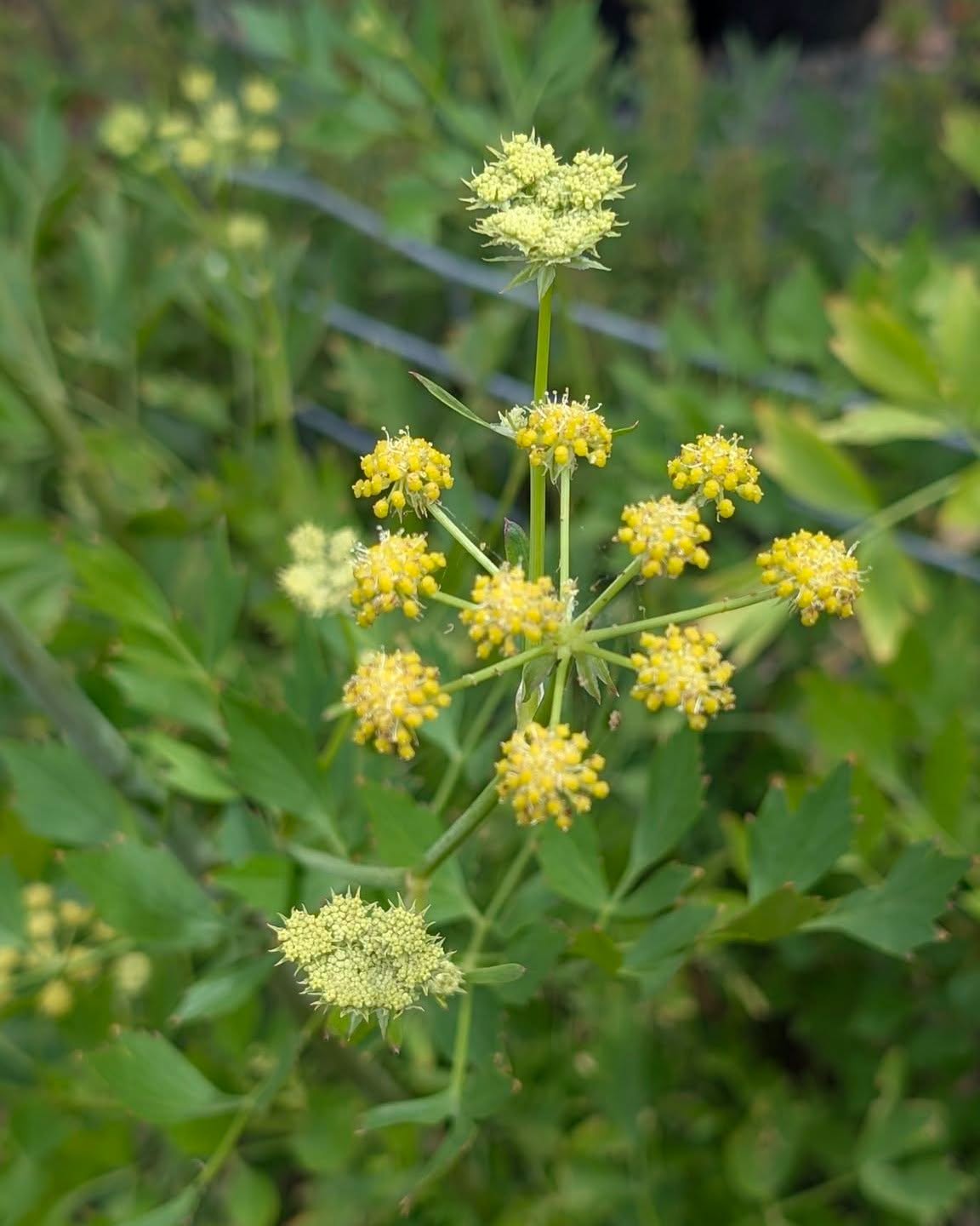 Lovage Seeds | Levisticum Officinale | 250+ organic seeds | Herb | Year Round