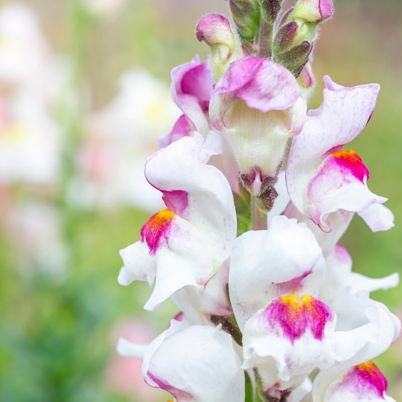 Antirrhinum seeds | 'Lucky Lips' | 100+ seeds | Award Winning | Easy | Bees