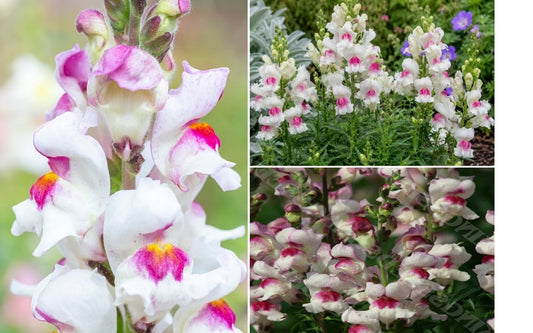 Antirrhinum seeds | 'Lucky Lips' | 100+ seeds | Award Winning | Easy | Bees