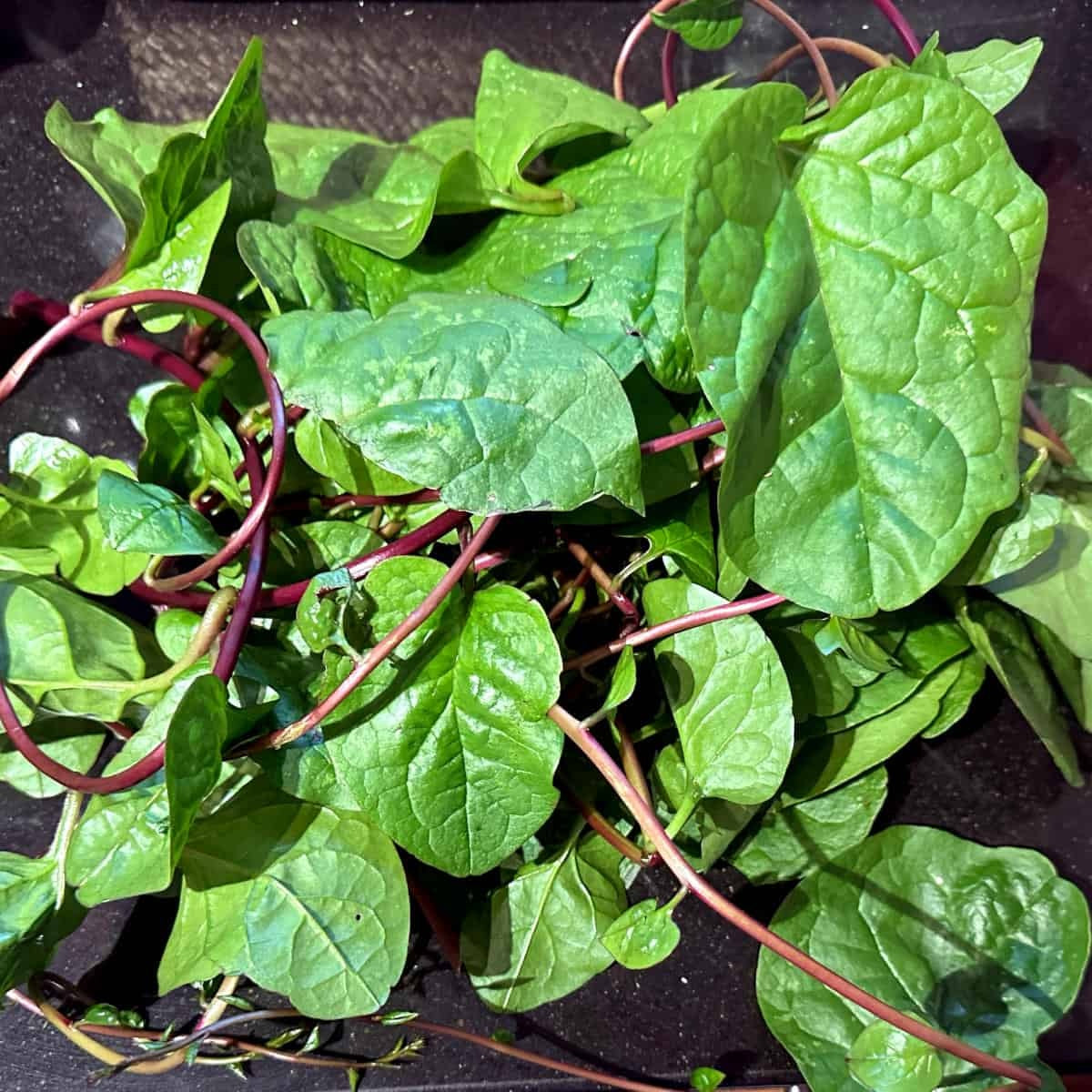 Bangladeshi Poi Shak | Pui Sak | 30+ Seeds | Malabar Spinach | Fui Shak