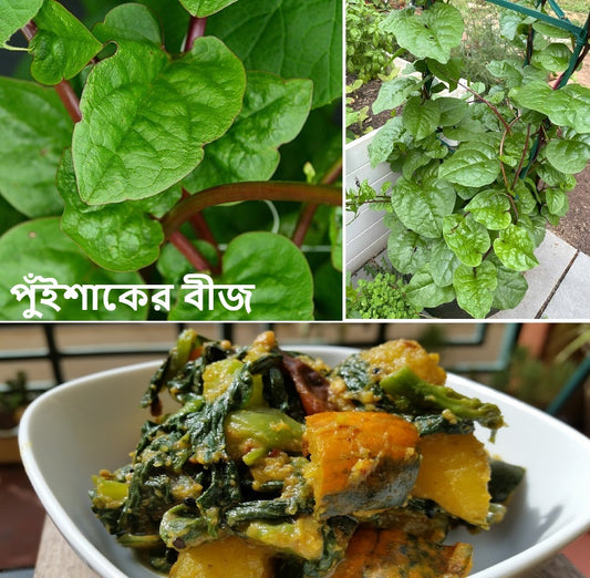 Bangladeshi Poi Shak | Pui Sak | 30+ Seeds | Malabar Spinach | Fui Shak