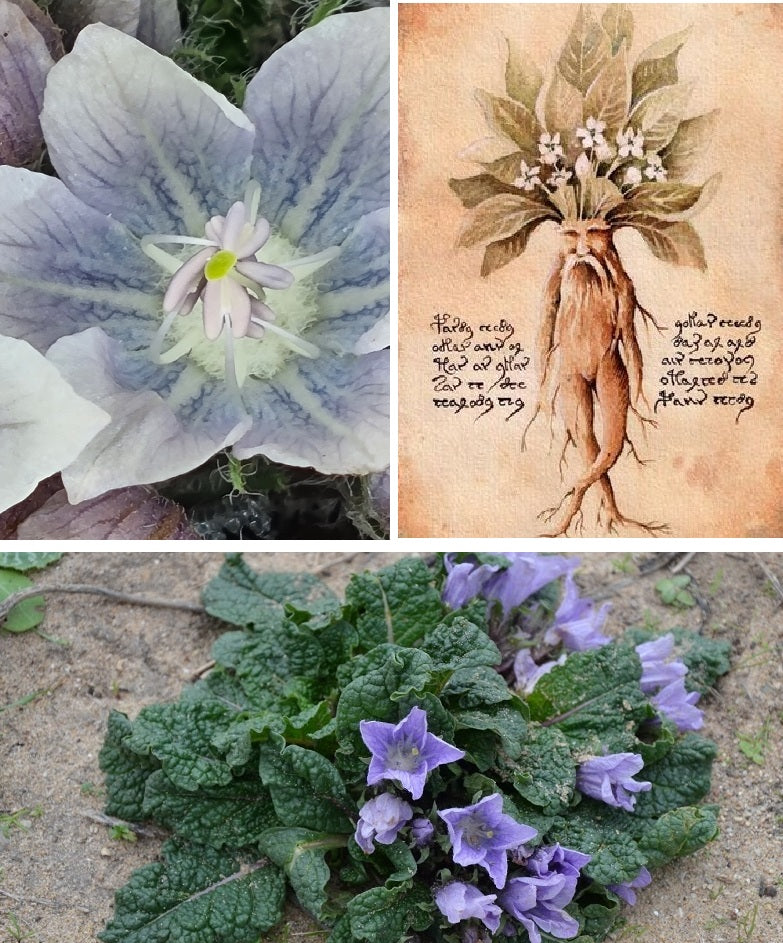 mandrake plant seeds Autumn Mandrake | Mandragora Autumnalis | 10 seeds