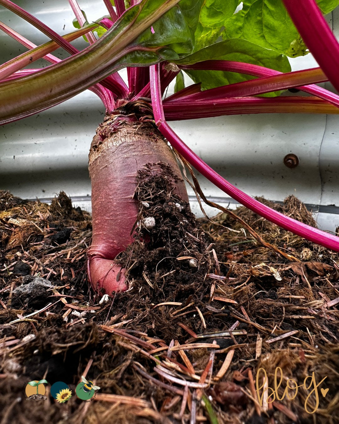 Mangel Wurzel | Mammoth Long Red | 100+ seeds | Easier and Tastier than Beetroot