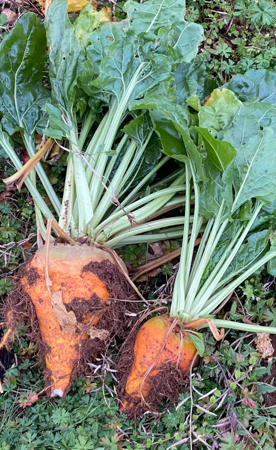 Mangelwurzel | Giant Yellow Eckendorf | 150+ seeds | Easy and Nutricious