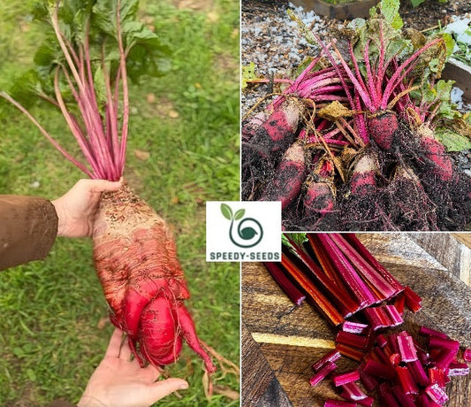 Mangel Wurzel | Mammoth Long Red | 100+ seeds | Easier and Tastier than Beetroot