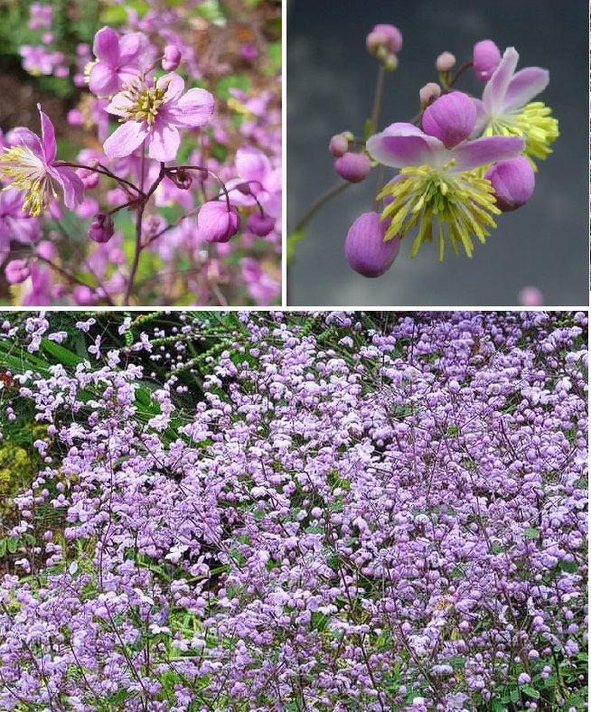 lavender mist meadow rue seeds Lavender Mist (Thalictrum Rochebrunianum) | Meadow Rue