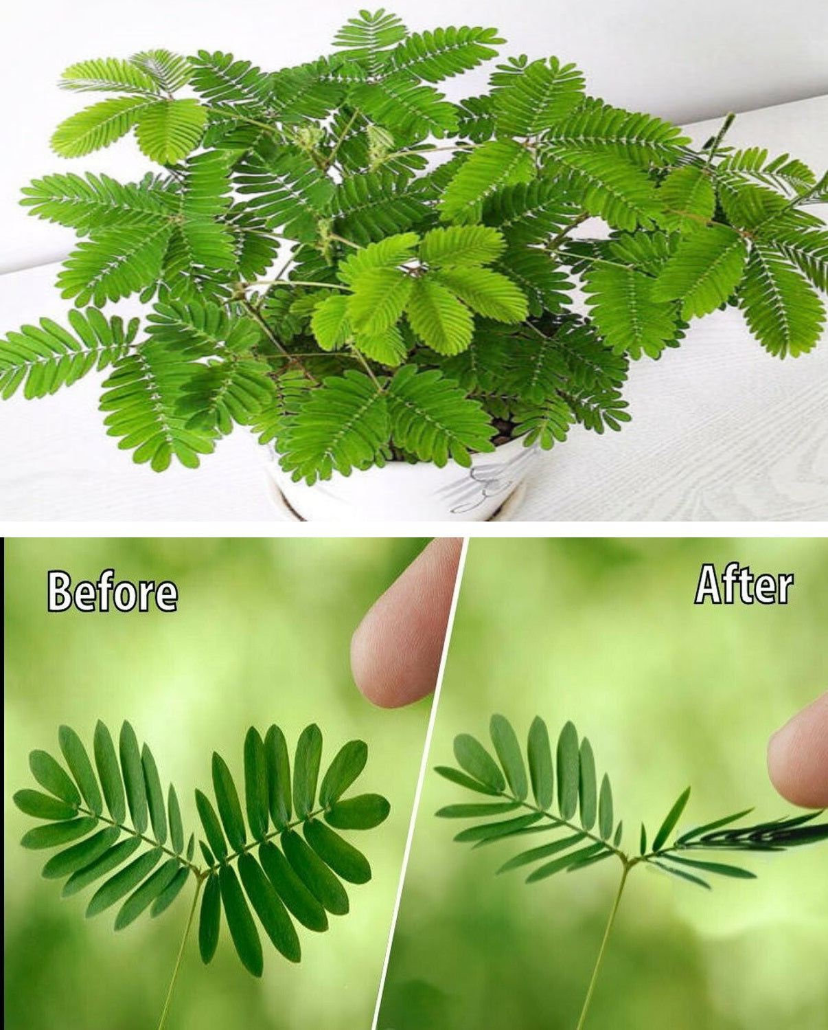 touch me not plant seeds online Mimosa Pudica | 50+ seeds | Sensitive plant