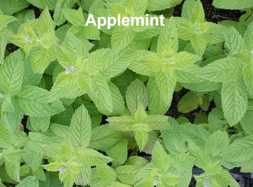 Mint Seed Collection - Peppermint, Applemint and Spearmint | Summer Drinks