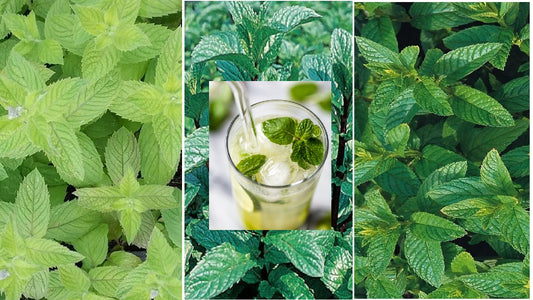 Mint Seed Collection - Peppermint, Applemint and Spearmint | Summer Drinks