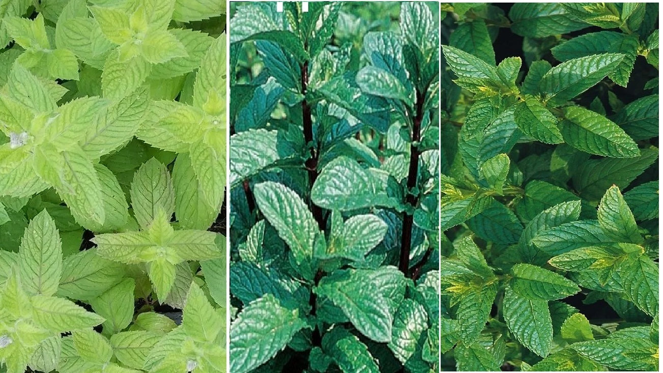 Mint Seed Collection - Peppermint, Applemint and Spearmint | Summer Drinks
