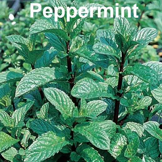 Mint Seed Collection - Peppermint, Applemint and Spearmint | Summer Drinks