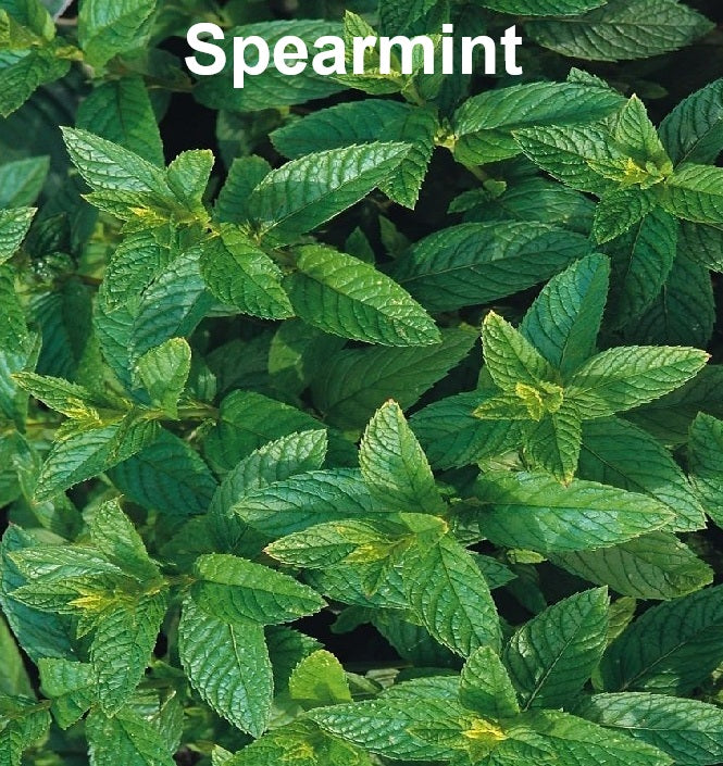Mint Seed Collection - Peppermint, Applemint and Spearmint | Summer Drinks