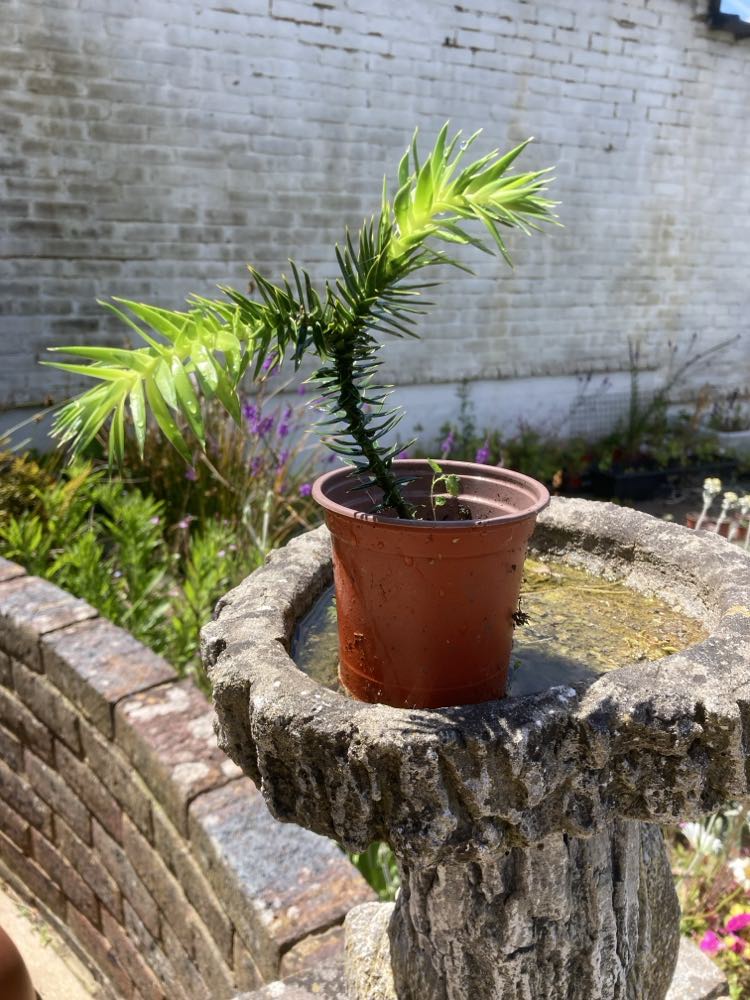 monkey puzzle tree bonsai Monkey Puzzle Tree