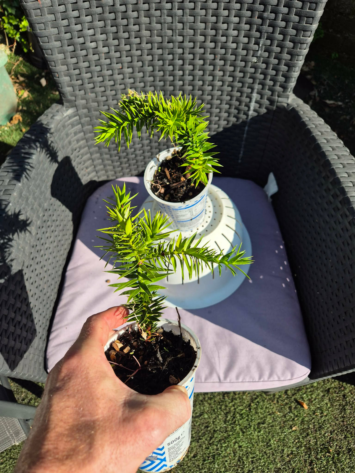 Monkey Puzzle Tree | 4 years old tree in 11cm pot