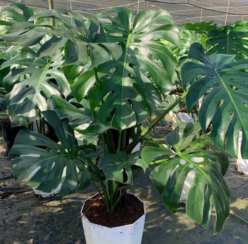 Monstera Deliciosa | Swiss Cheese House Plant | 7 fresh seeds