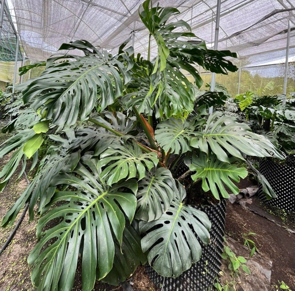 Monstera Deliciosa | Swiss Cheese House Plant | 7 fresh seeds