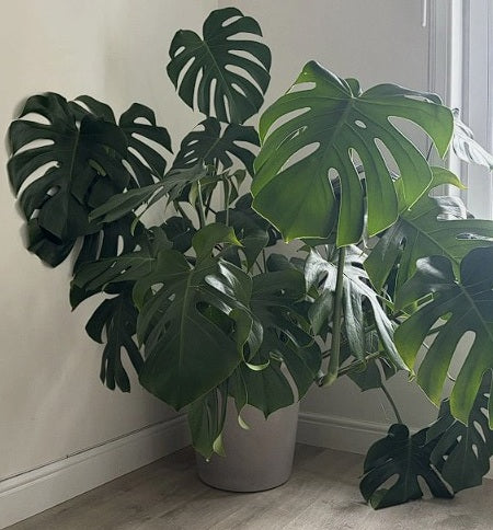 Monstera Deliciosa | Swiss Cheese House Plant | 7 fresh seeds