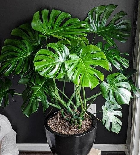 Monstera Deliciosa | Swiss Cheese House Plant | 7 fresh seeds