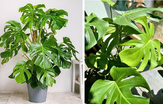 Monstera Deliciosa | Swiss Cheese House Plant | 7 fresh seeds