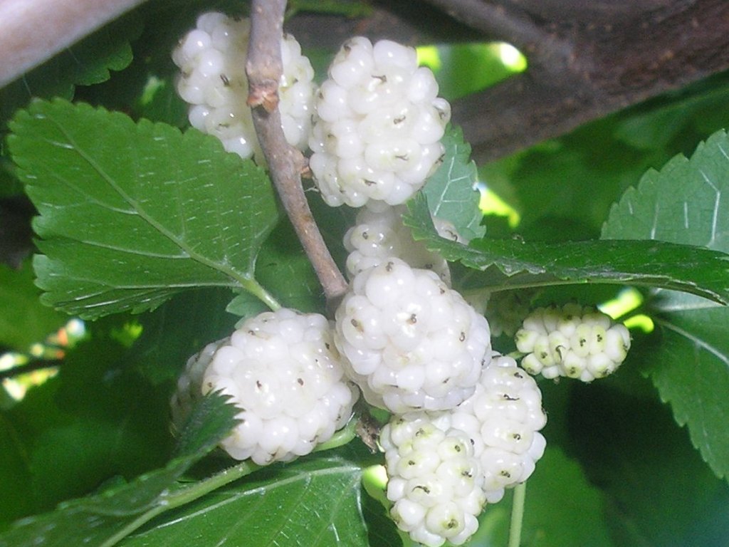 White Mulberry | Morus Alba | 350+ seeds | Wine Jam & Gin!
