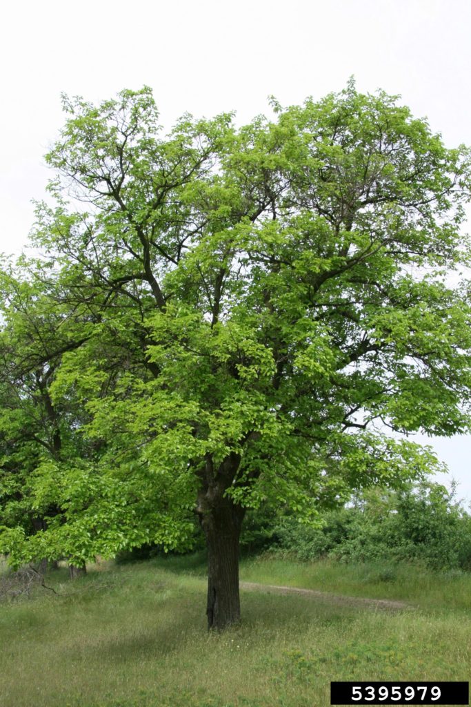 White Mulberry | Morus Alba | 350+ seeds | Wine Jam & Gin!