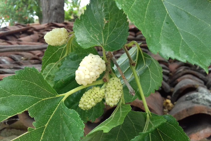 White Mulberry | Morus Alba | 350+ seeds | Wine Jam & Gin!