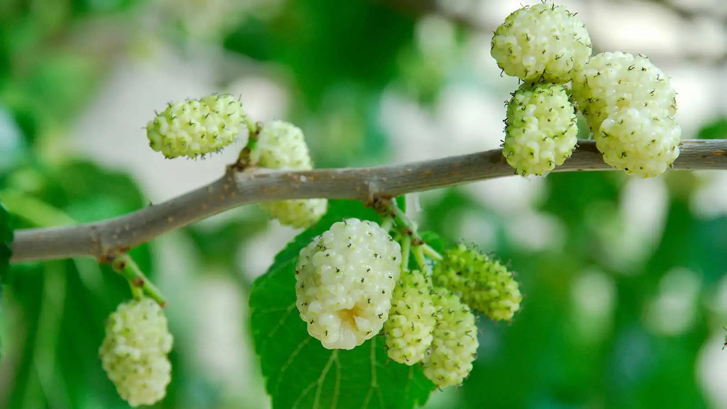 Mullberry - Black and White | 50+ seeds of each | Wine Gin & Jam!